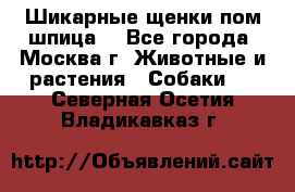 Шикарные щенки пом шпица  - Все города, Москва г. Животные и растения » Собаки   . Северная Осетия,Владикавказ г.